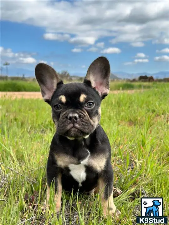 French Bulldog